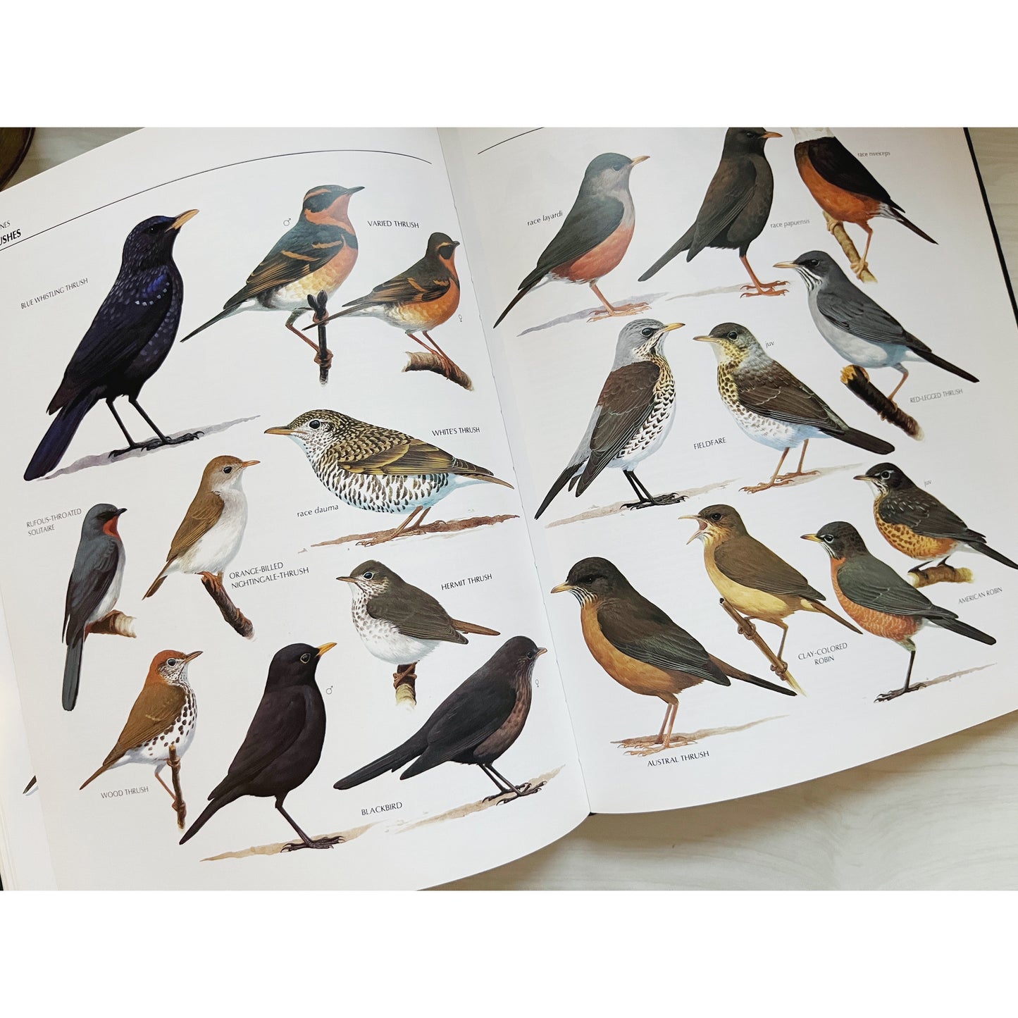 The Illustrated Encyclopedia of Birds