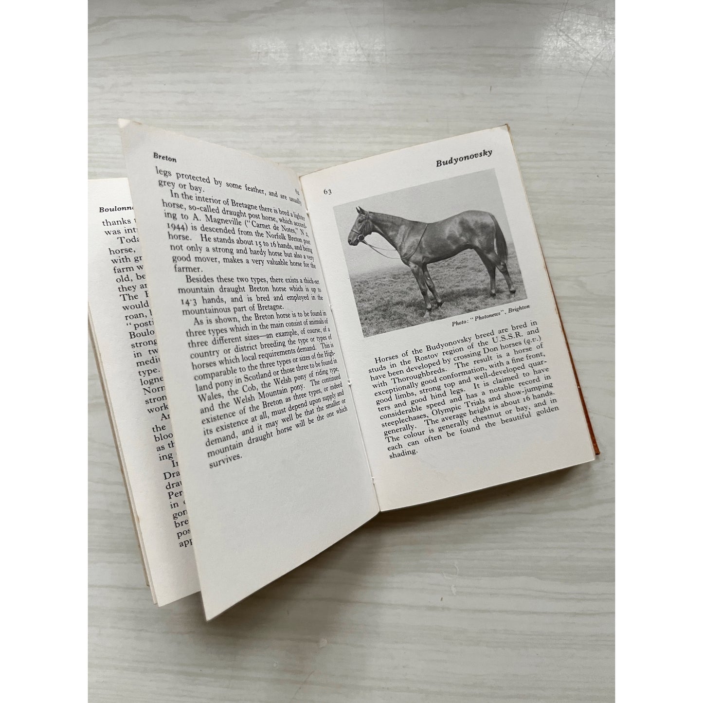 The Observer's Book of Horses and Ponies