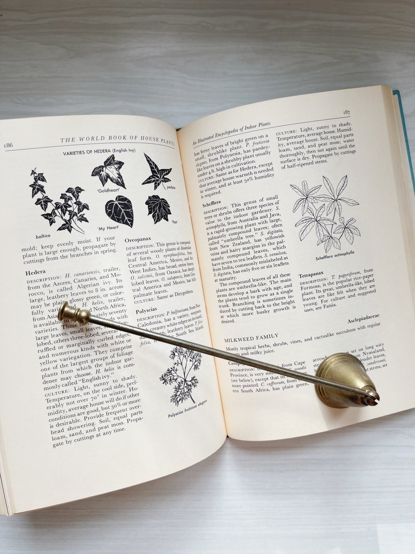 The World Book of Houseplants