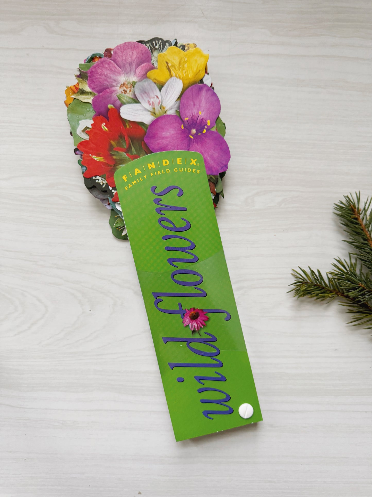 Wildflowers Family Field Guide (Brand New)