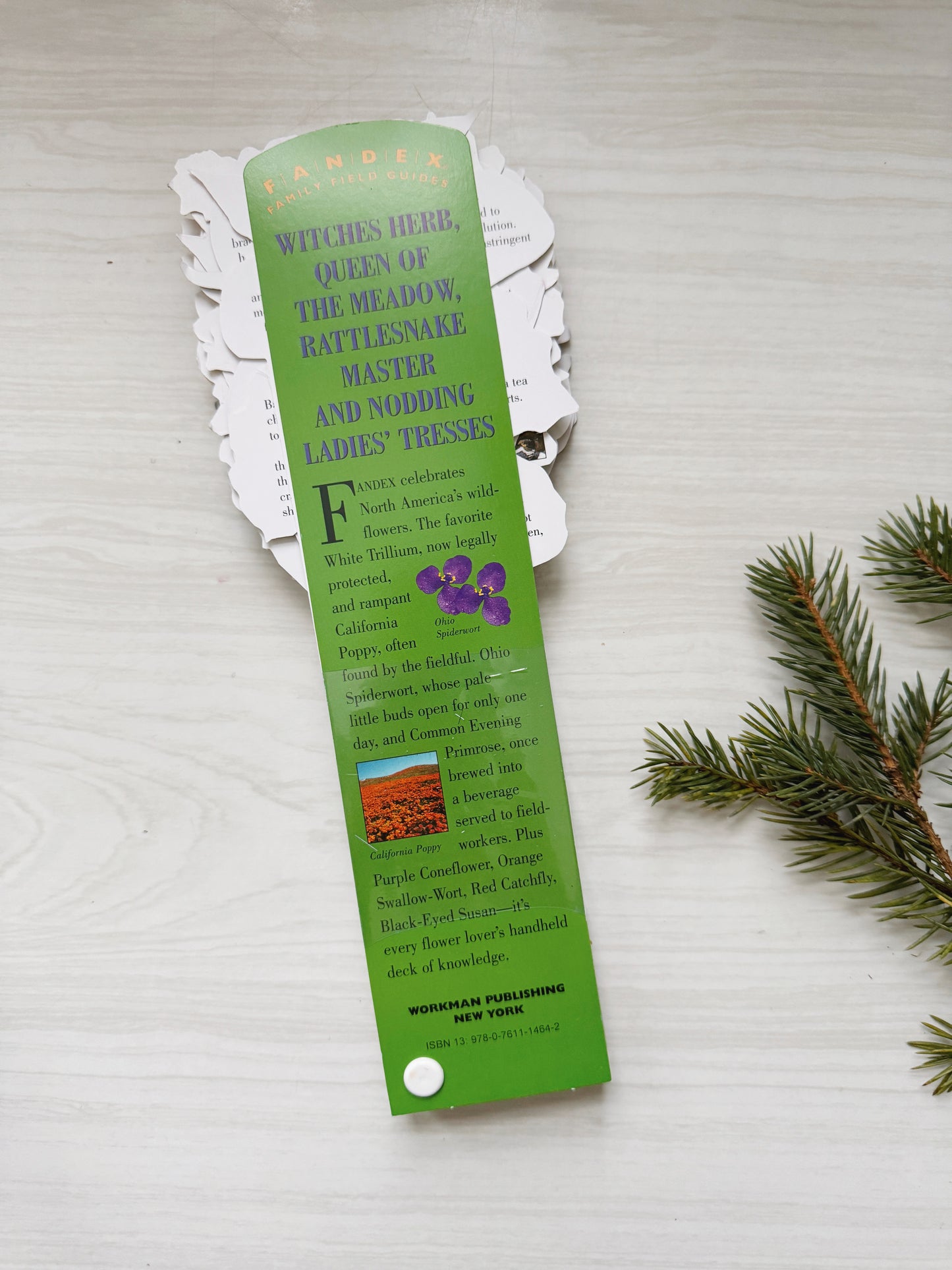 Wildflowers Family Field Guide (Brand New)