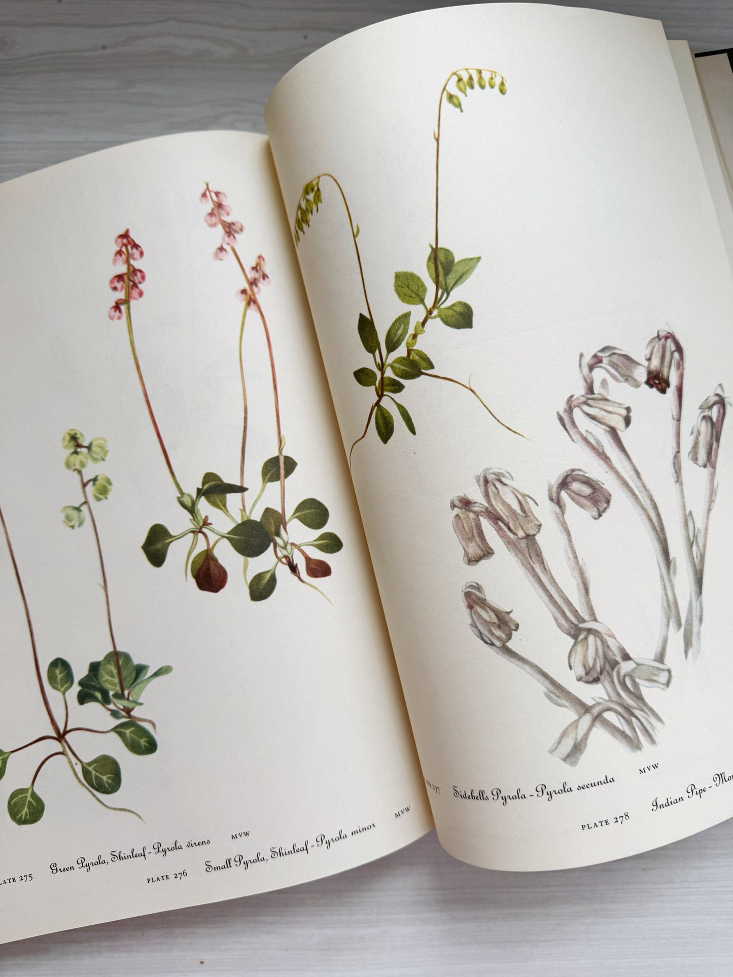 Wild Flowers of America