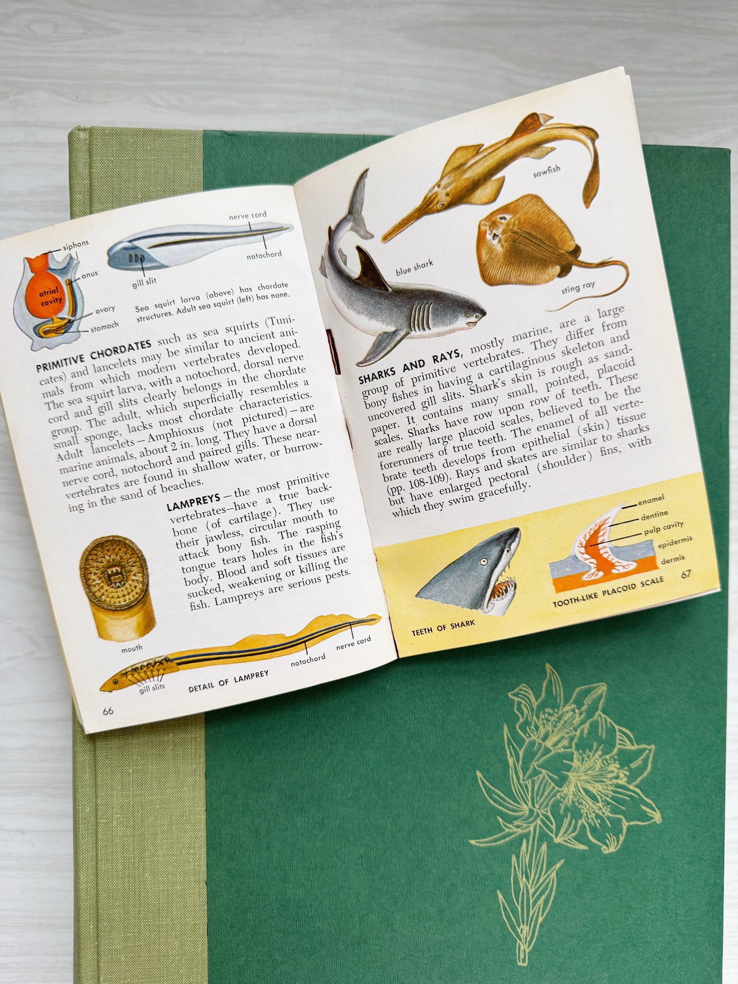 Golden Science Guide: Zoology